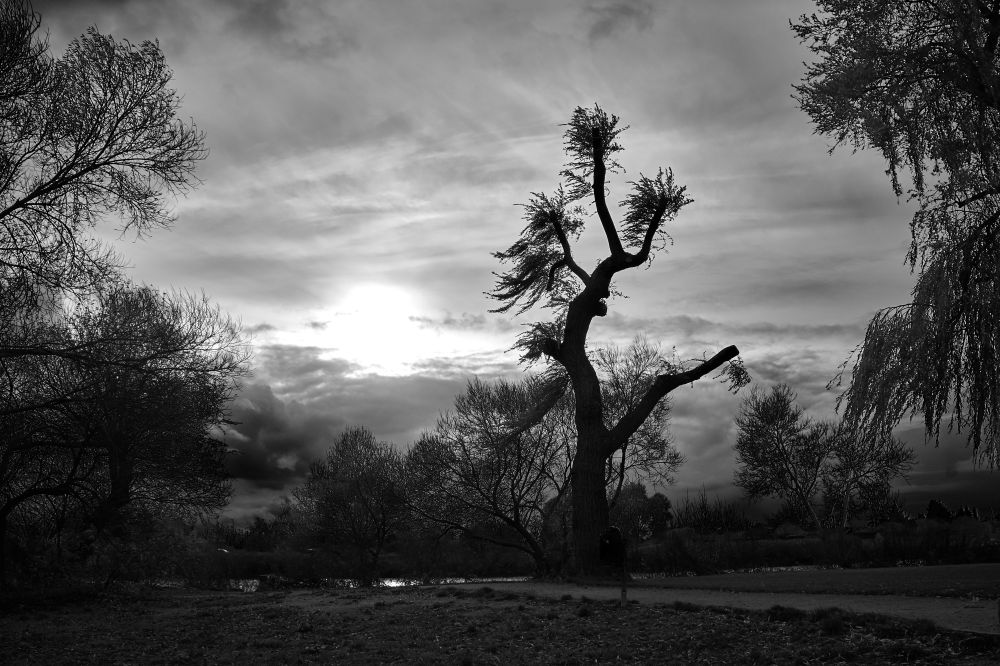 Tim Burton Szenerie. Trauerweide an der Weser