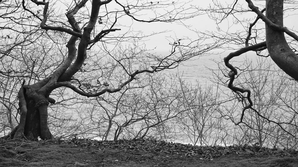 Tryptychon Bäume III