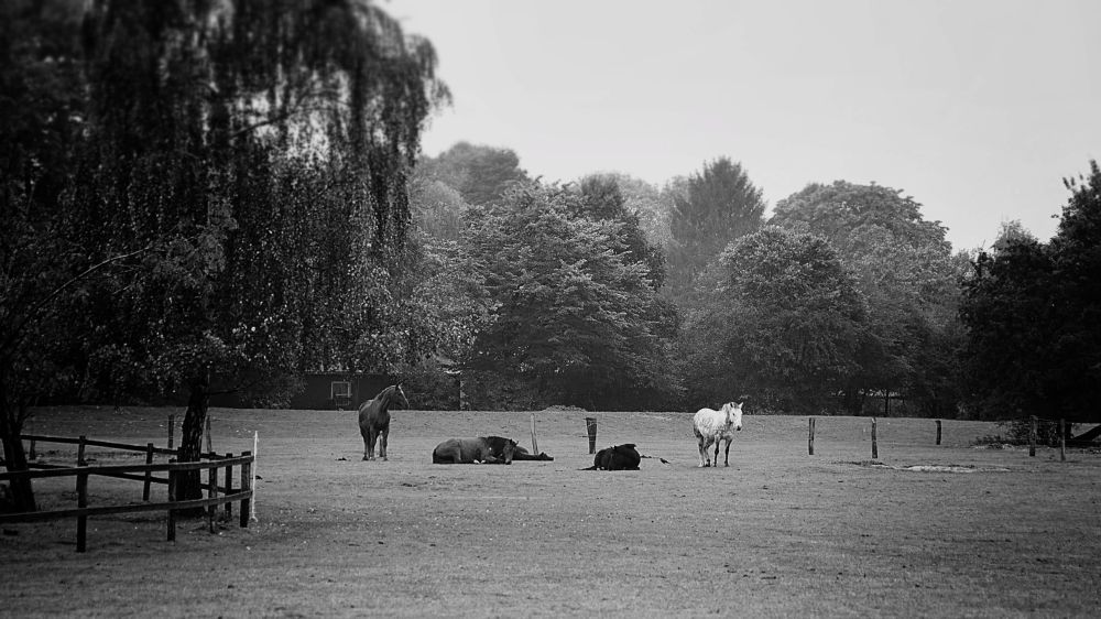 Jürgenshof Pferdekoppel